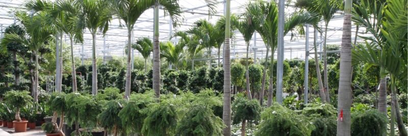 FachjanProjectPlants banner