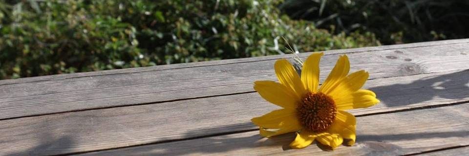 whoneverlearns's profile banner image