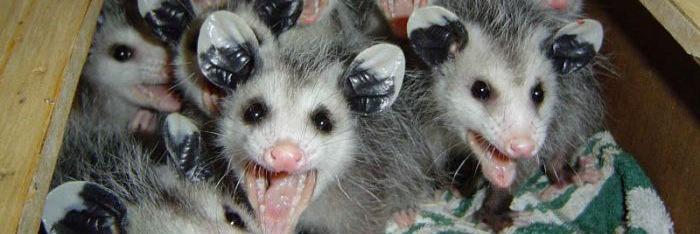 thegothicsprite banner