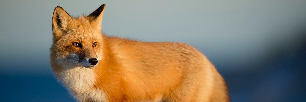 DyDAnimal's profile banner image