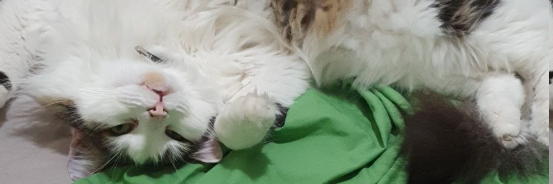 ReixKitty's profile banner image