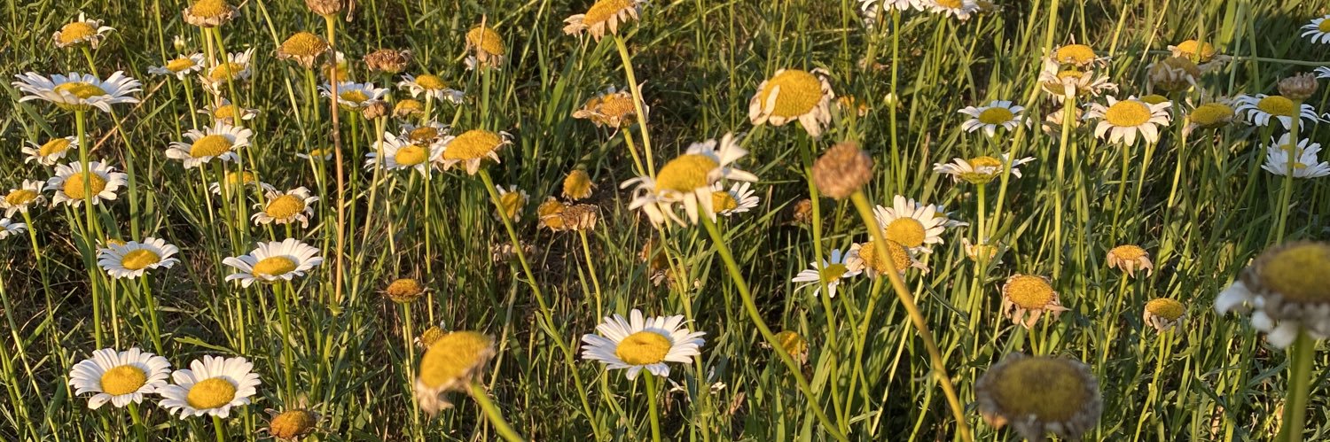 tal_joy's profile banner image