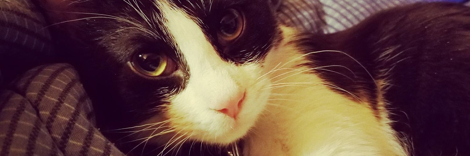 Samantha Wing banner