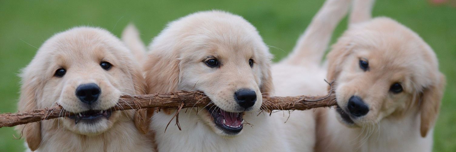 Mega World Order shape shifting pajama trader banner