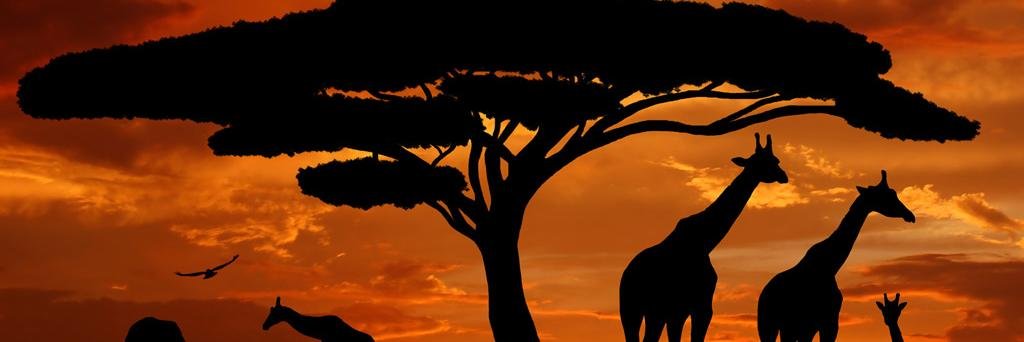 souidaravas's profile banner image
