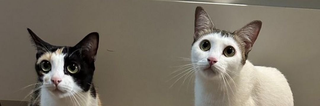iazrillex's profile banner image