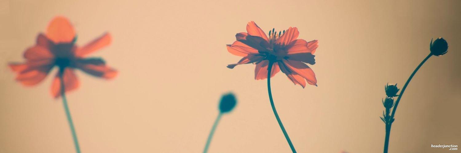 tereferdz's profile banner image