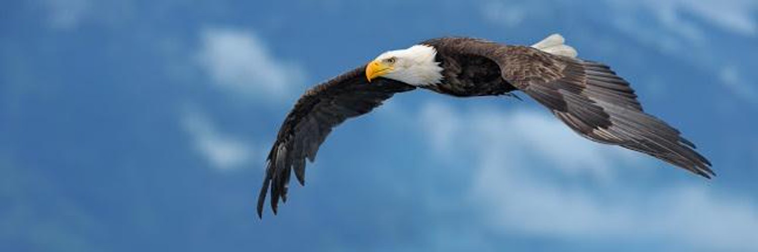 Su_Ferraro's profile banner image