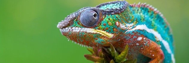 lucyfurst's profile banner image