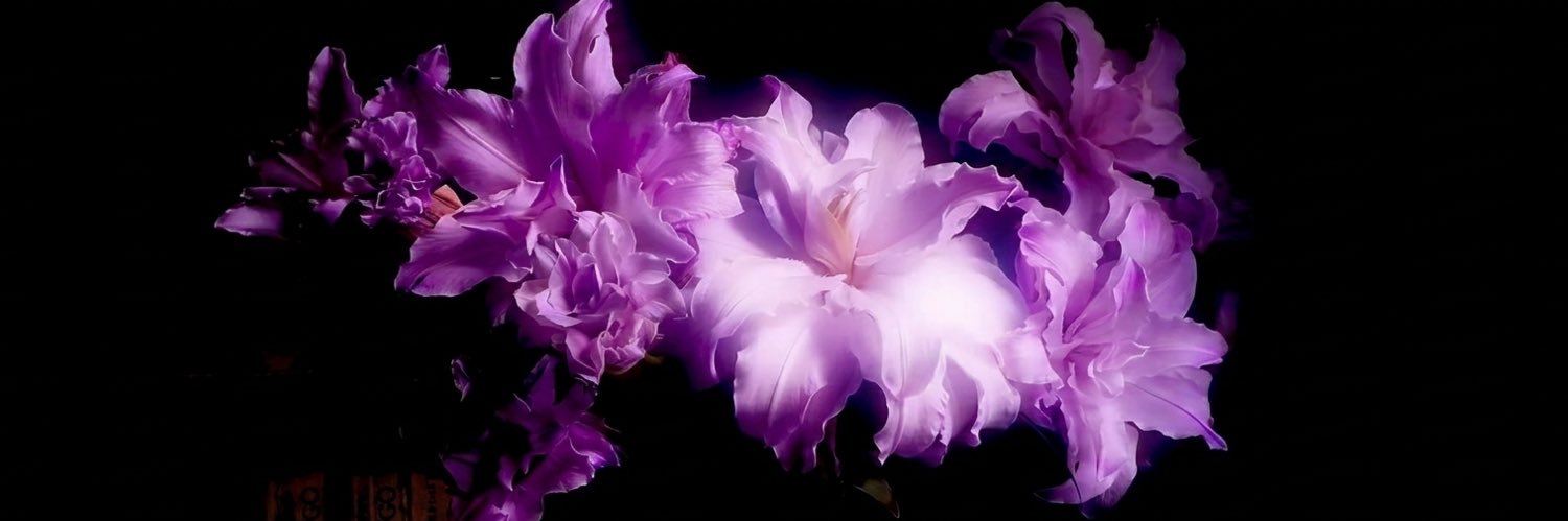 MissWolfsen's profile banner image