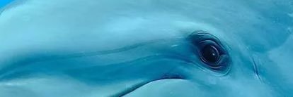kanariarocky's profile banner image