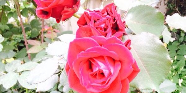 Pnina_ga's profile banner image
