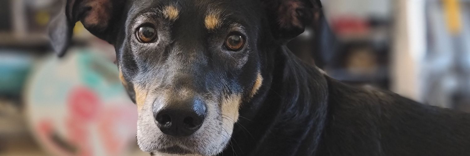 jasohsnap's profile banner image