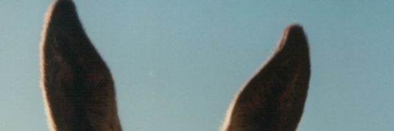 LucignoloTw's profile banner image