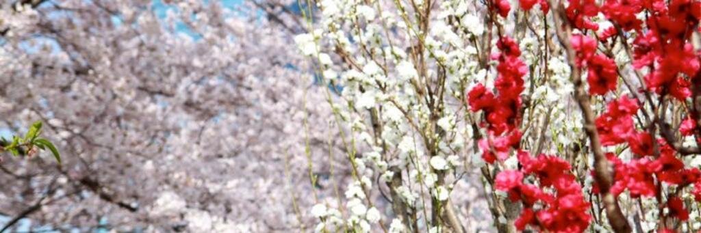 Indafu's profile banner image