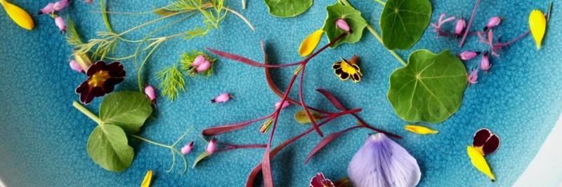 tillandbloom's profile banner image