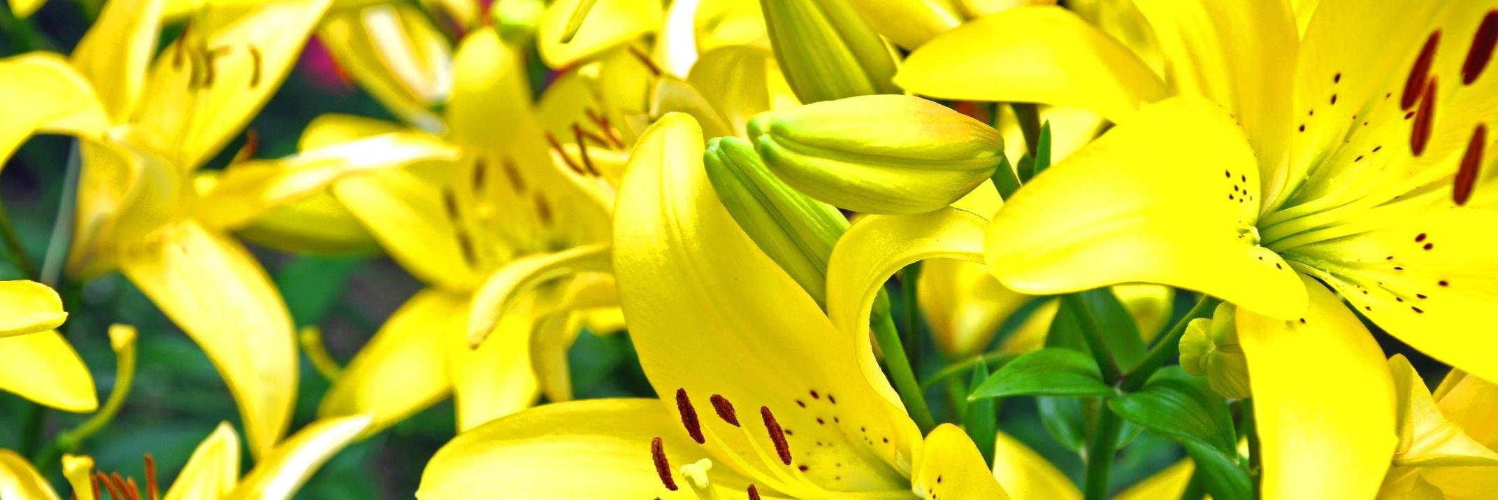 DarlingFig's profile banner image