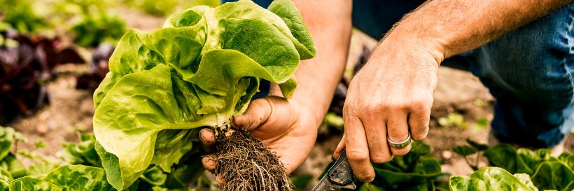Zero Foodprint banner