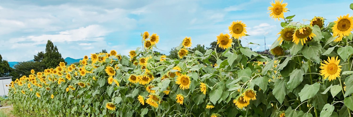 yocochaa's profile banner image