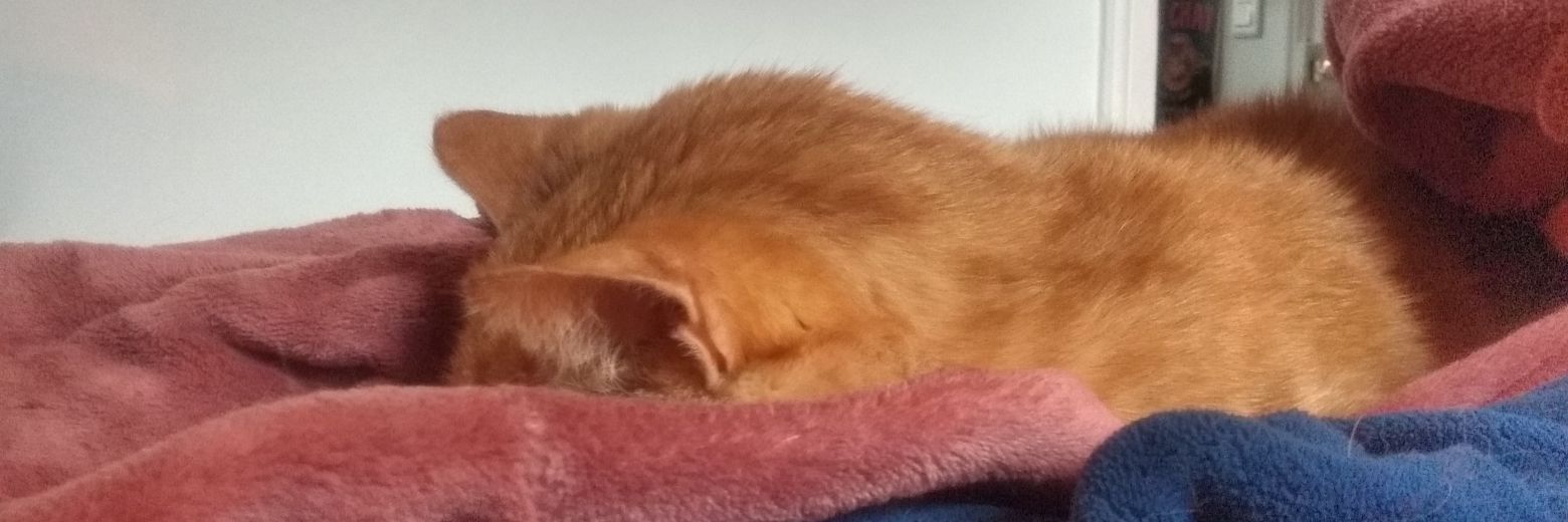 Savon des étoiles 🧡✨🦜🌭🍋🍻☃️🐉💫 🦐 banner