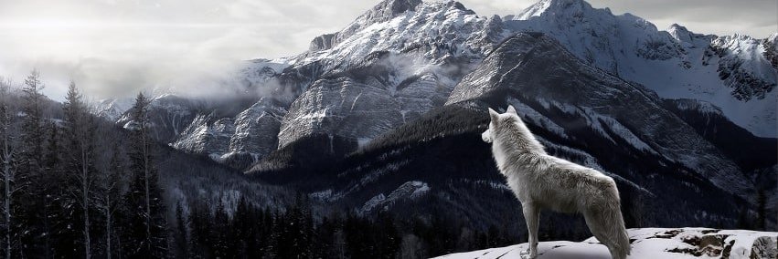 Francisco Serrano banner