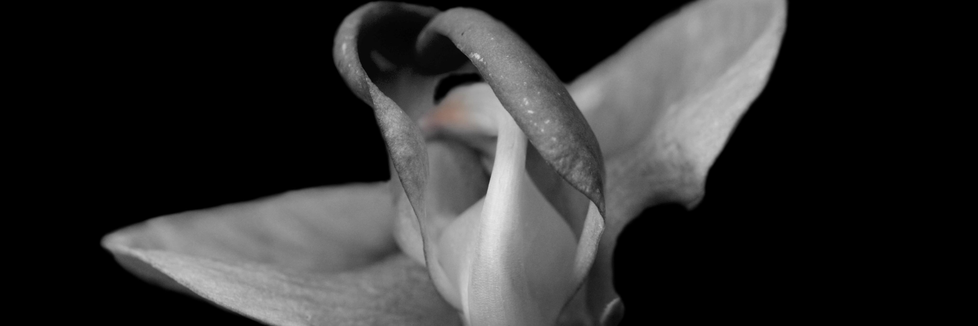 ARF_photo's profile banner image