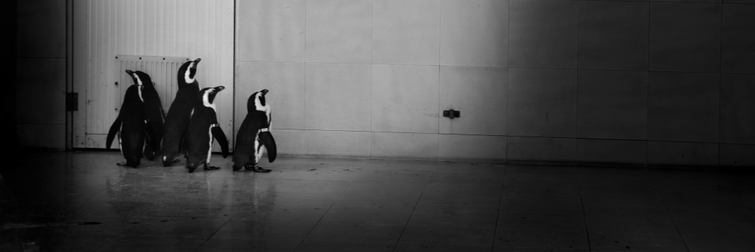 PedroTrabubu's profile banner image