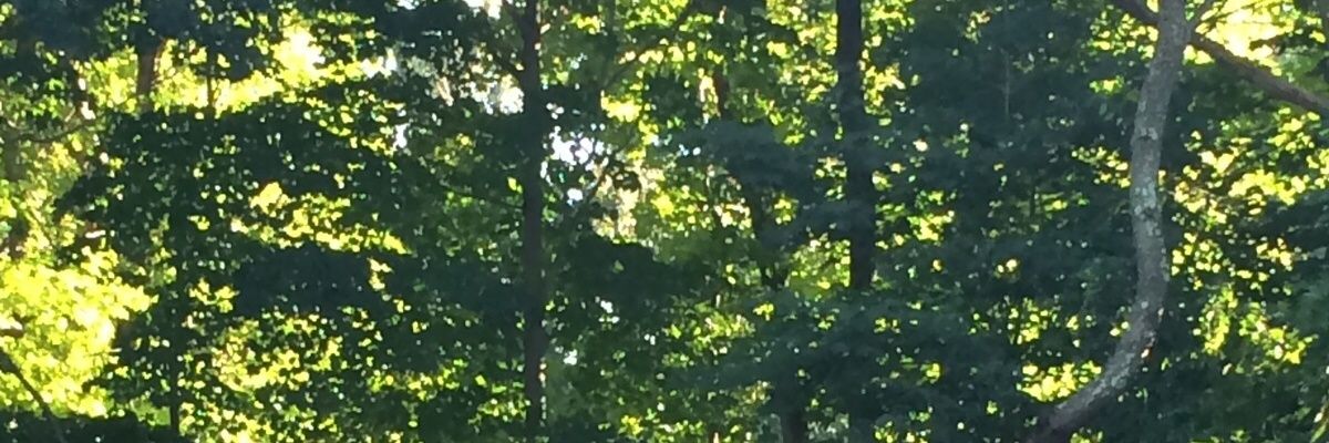 marcitaflo's profile banner image