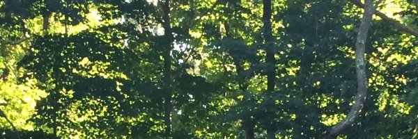 marcitaflo Profile Banner