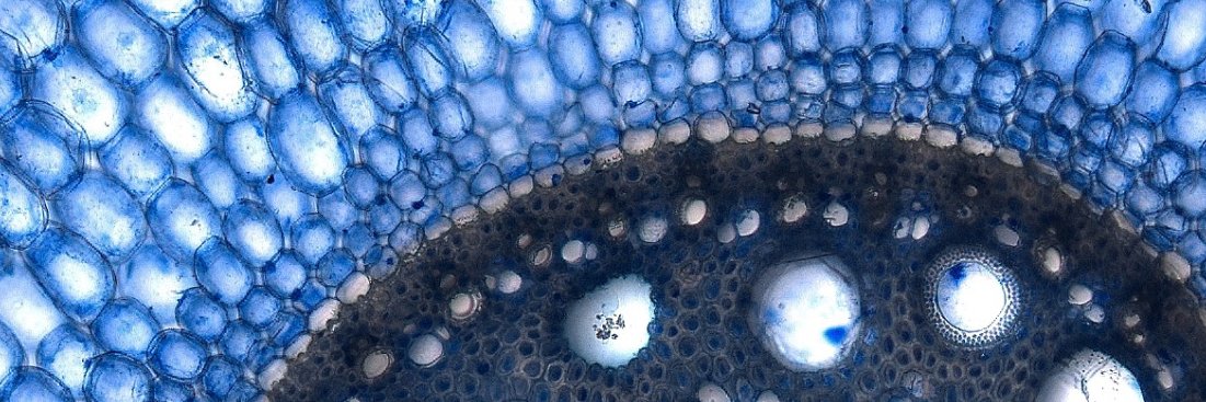 Berkeley Plant & Microbial Biology's banner
