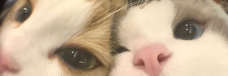 Araceli99F's profile banner image