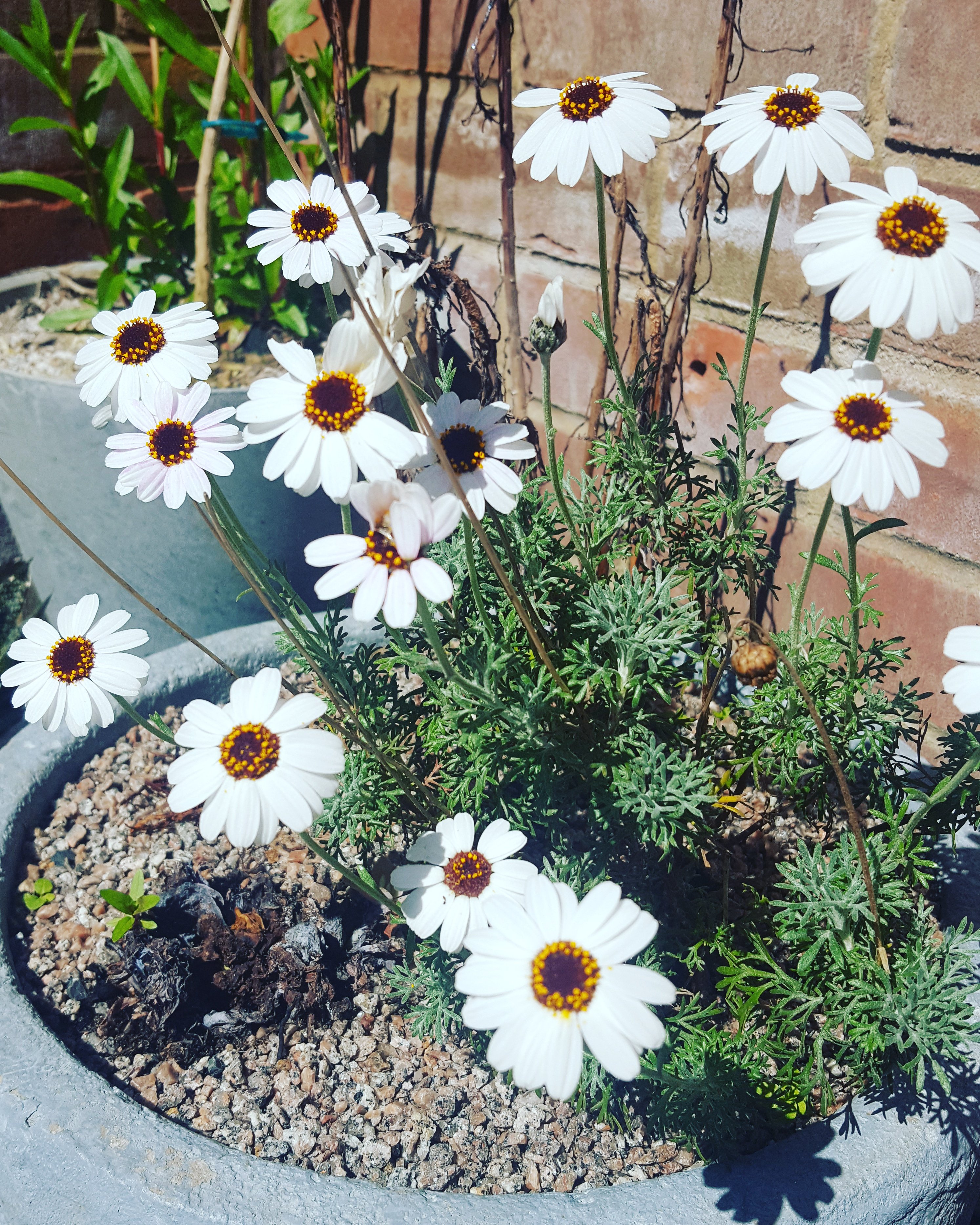 drblommers's profile banner image