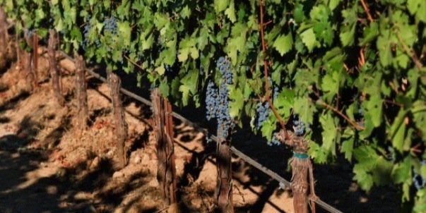 MendingWallWine's profile banner image