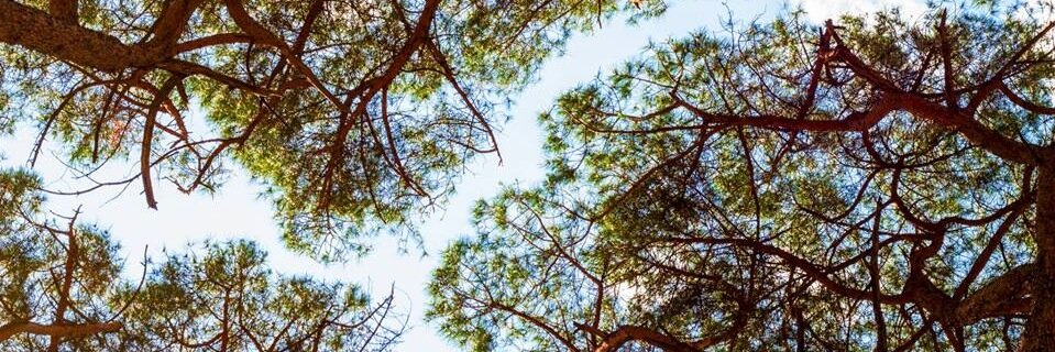 annacolao's profile banner image