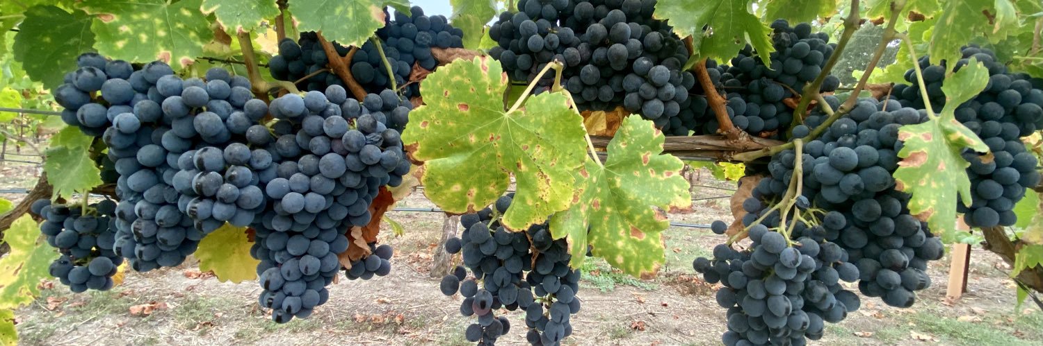 budbreakwines's profile banner image