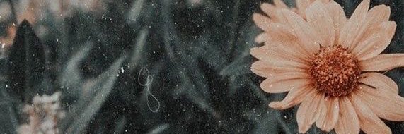 rahmiamiw's profile banner image