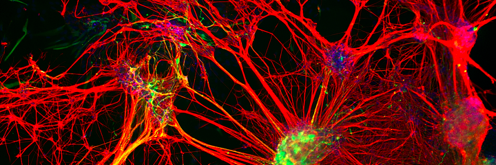 UCBerkeleyNeuro's profile banner image