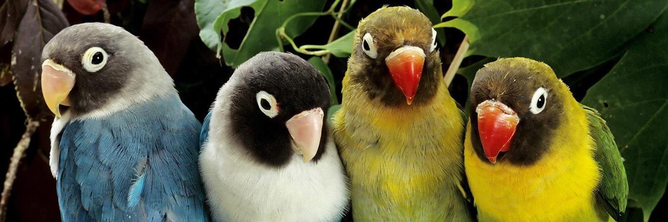 The Parrot Fund banner