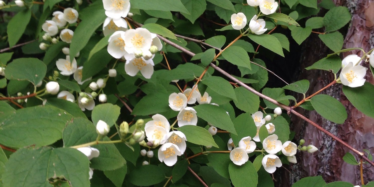 Vanessa Kaleb banner