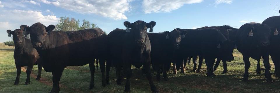 Eeswitz's profile banner image