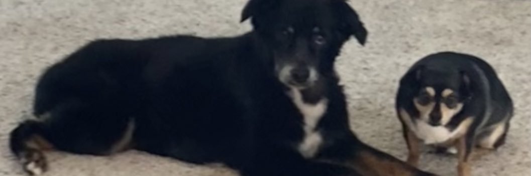 Kristy Rolison banner