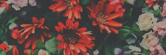 Agnus_Rose's profile banner image