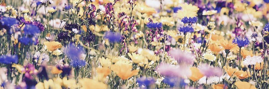 caiteymitchell's profile banner image