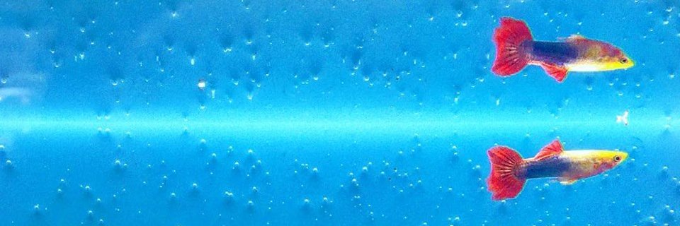dcheramie's profile banner image