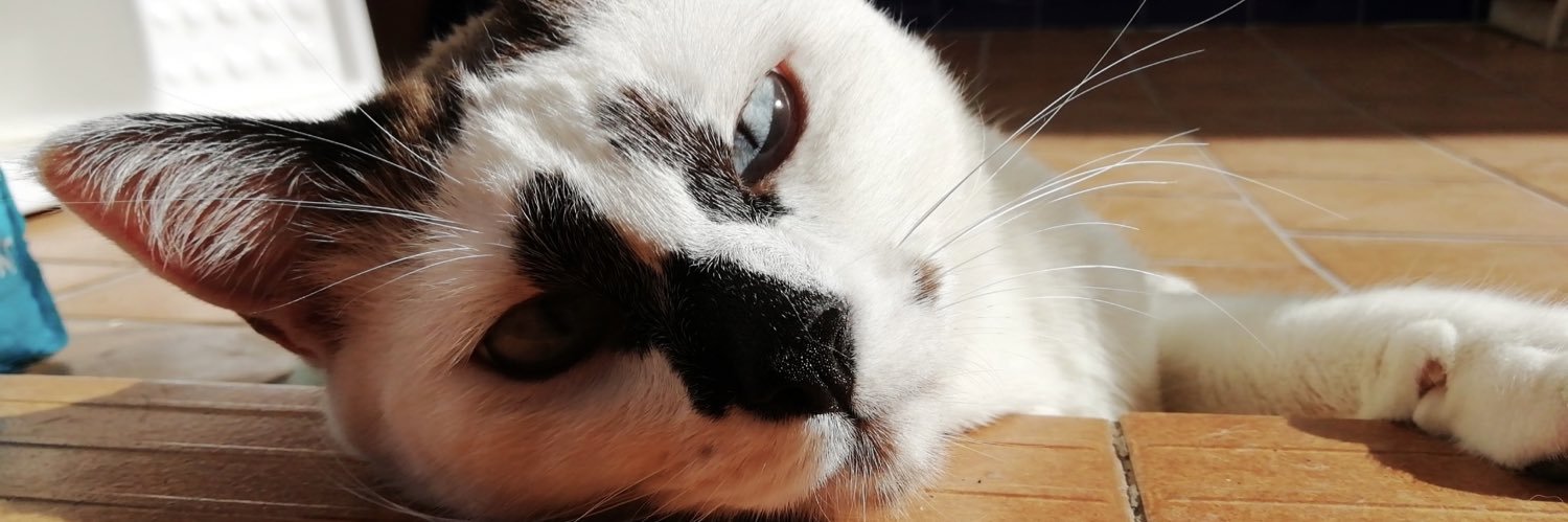 IJandula's profile banner image