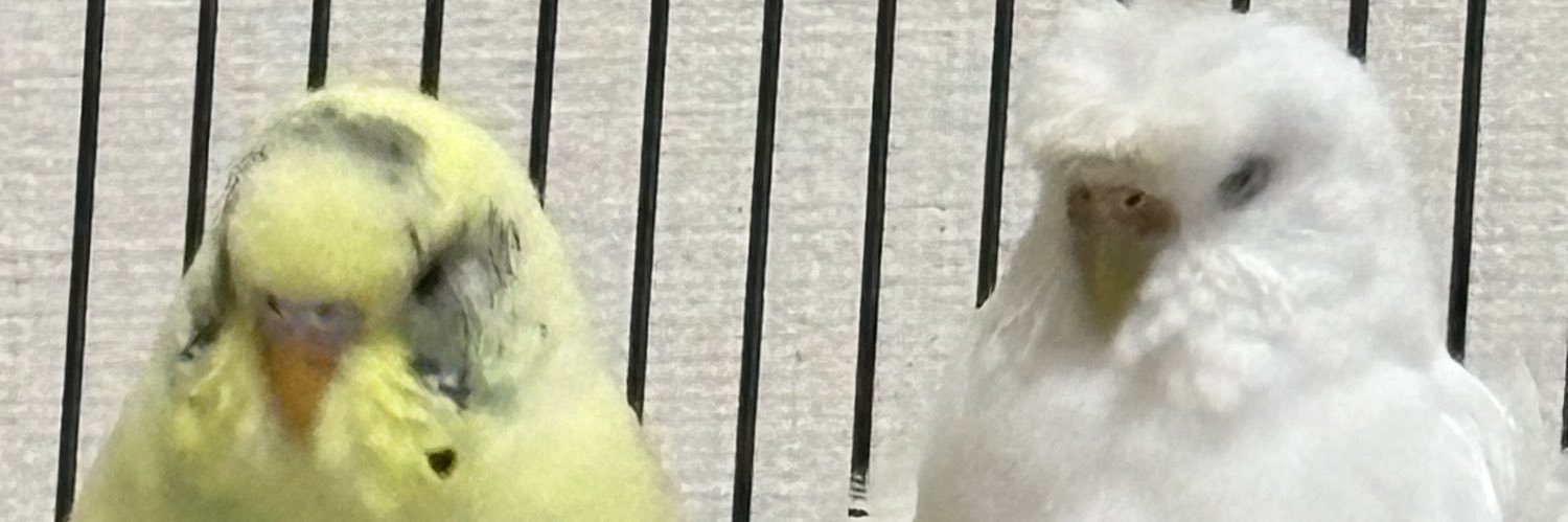 CrowMeBB's profile banner image