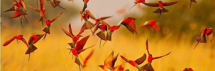 Theafsha's profile banner image