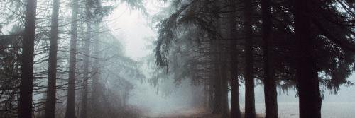 ShellyCohen33's profile banner image