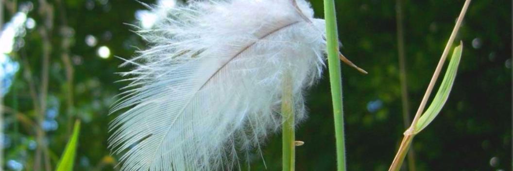 BiodiversMe's profile banner image