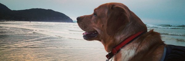 LpezAraquistain Profile Banner